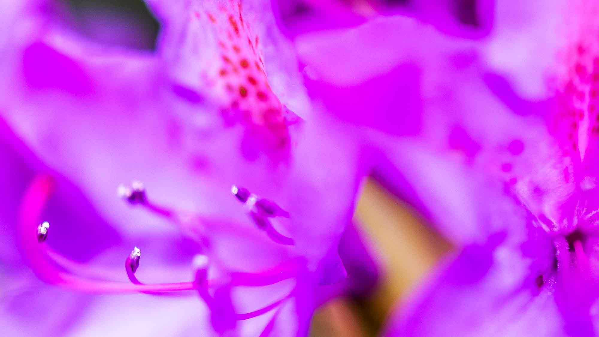 NOW Commons: Rhododendron Blüte in Gütersloh NOW Commons: Rhododendron Blüte in Gütersloh