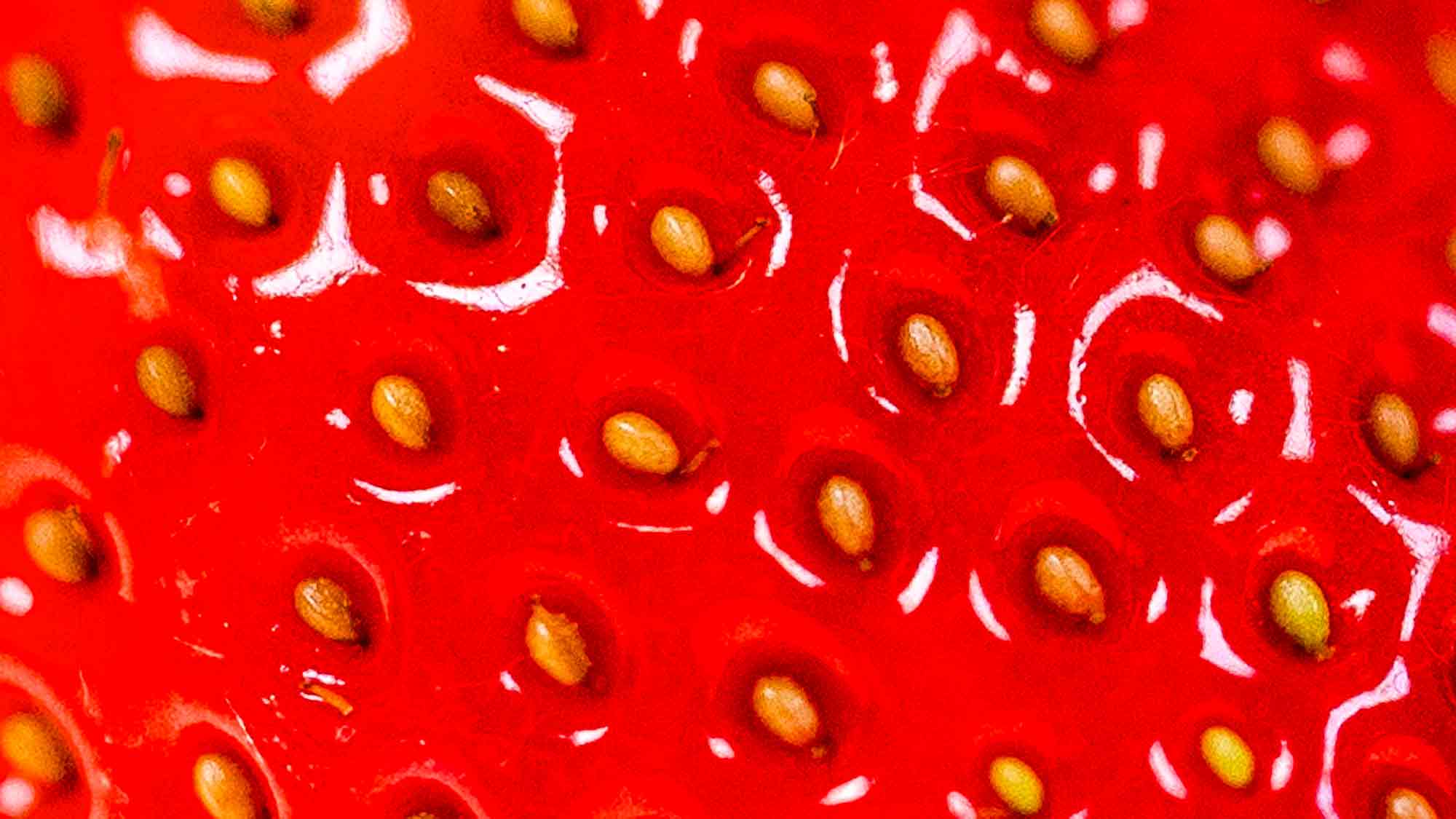 NOW Commons: Erdbeeren NOW Commons: Erdbeeren
