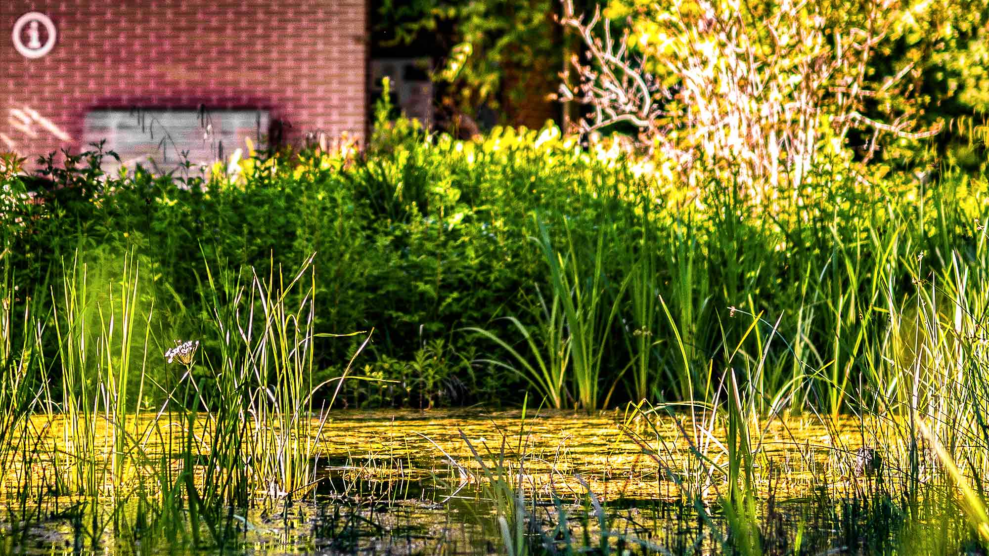 NOW Commons: Teich, Infopavillon, Botanischer Garten Gütersloh