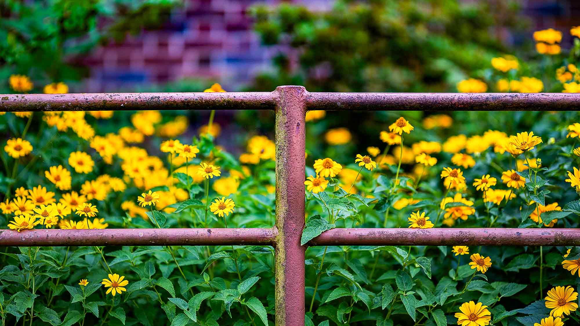 NOW Commons: Garten Sonnenaugen, Vorgarten in Gütersloh