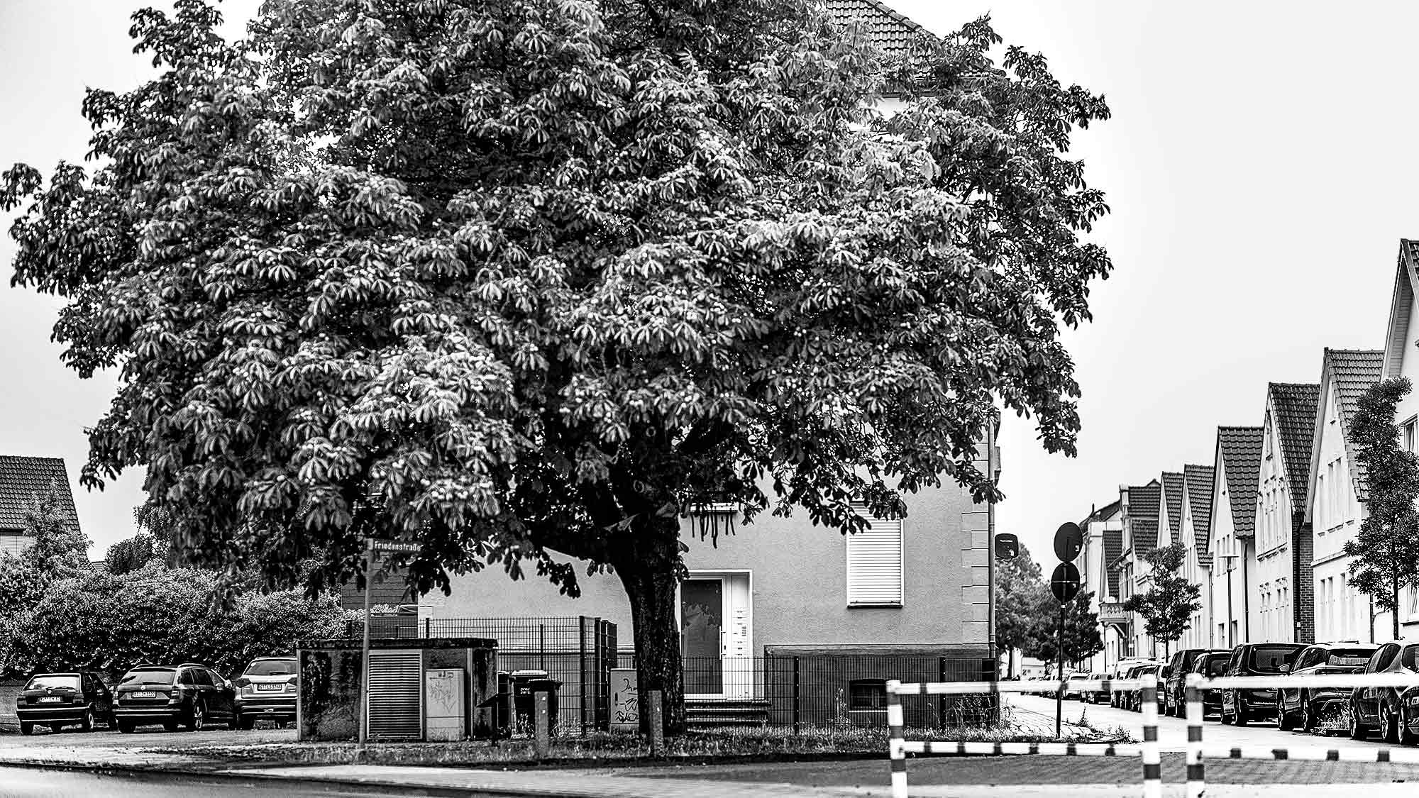 NOW Commons: Gütersloher Friedensbaum an der Friedenstraße NOW Commons: Gütersloher Friedensbaum an der Friedenstraße