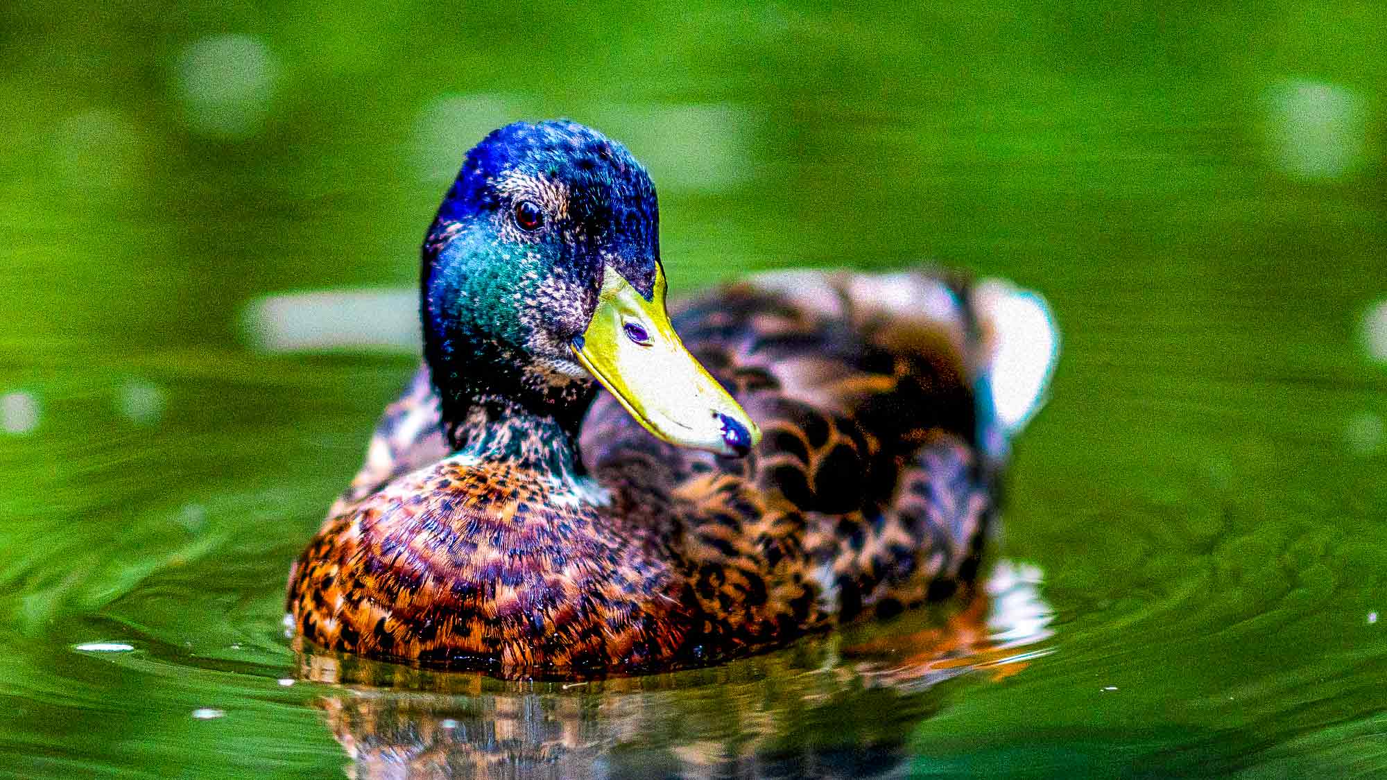 NOW Commons: Ente auf der Dalke, Webereipark Gütersloh