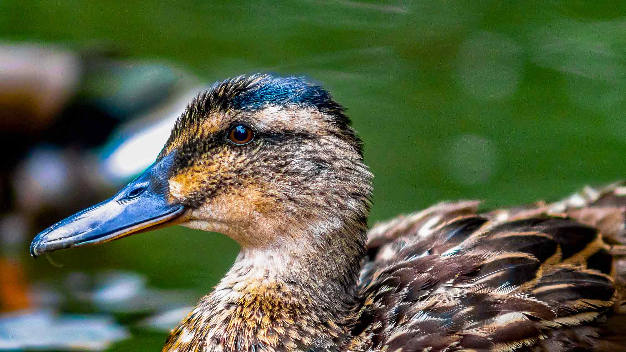 NOW Commons: Ente auf der Dalke, Webereipark Gütersloh … NOW Commons: Ente auf der Dalke, Webereipark Gütersloh …