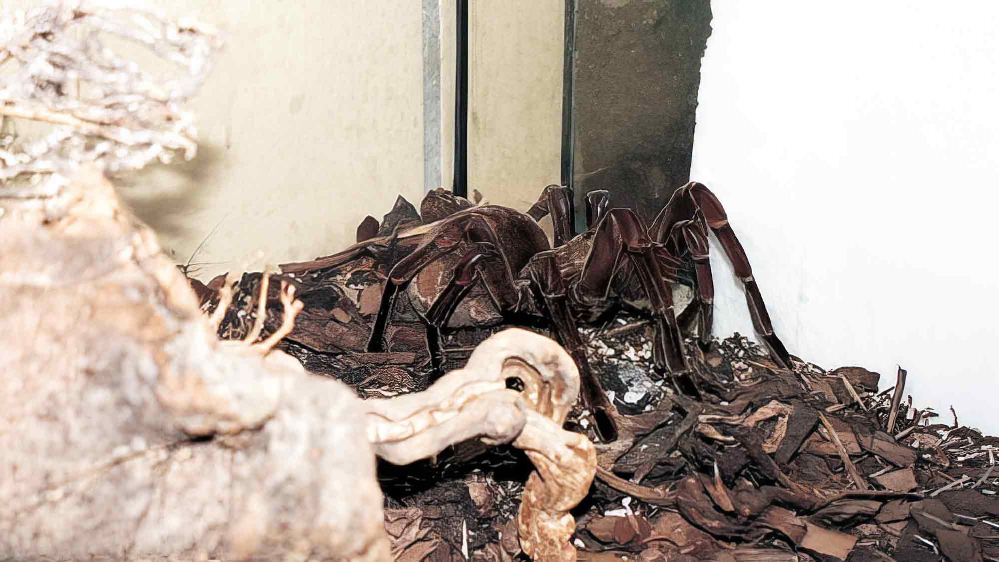KWS History: Stadtgeschichte Gütersloh – »Snake Society« an der Neuenkirchener Straße KWS History: Stadtgeschichte Gütersloh – »Snake Society« an der Neuenkirchener Straße