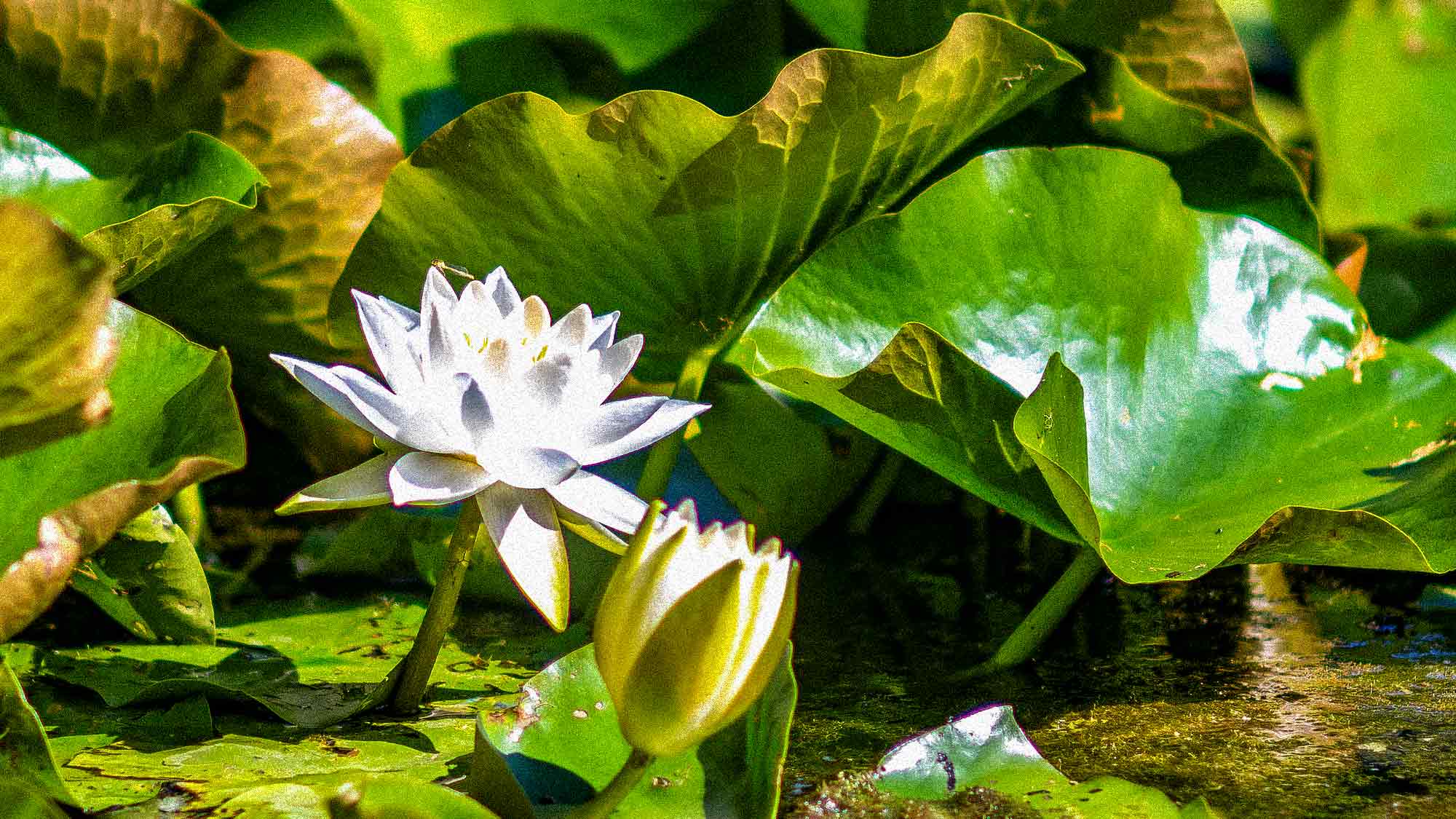 NOW Commons: Seerosenteich, Botanischer Garten Gütersloh … NOW Commons: Seerosenteich, Botanischer Garten Gütersloh …