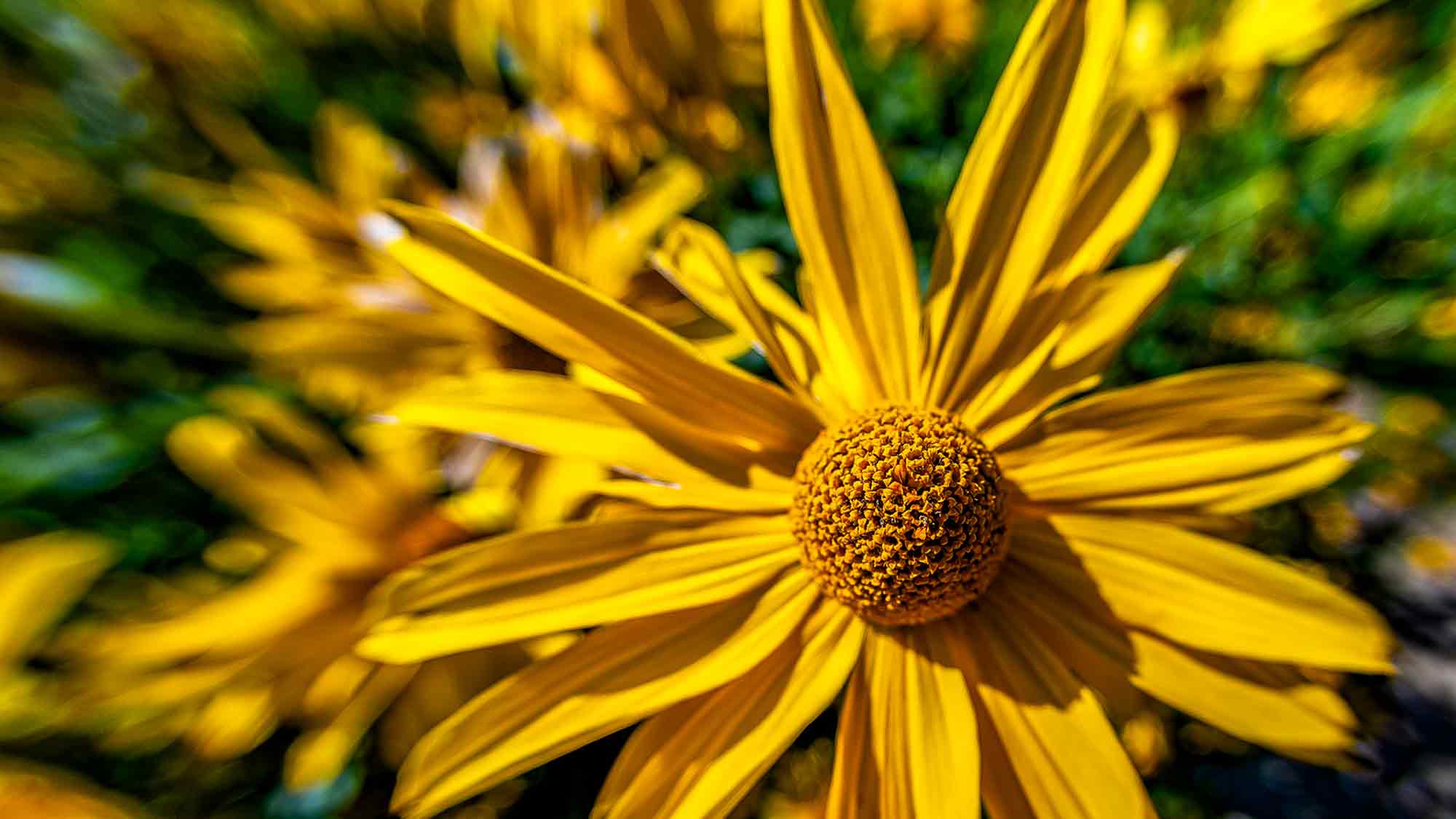 NOW Commons: Garten Sonnenauge, Botanischer Garten Gütersloh NOW Commons: Garten Sonnenauge, Botanischer Garten Gütersloh