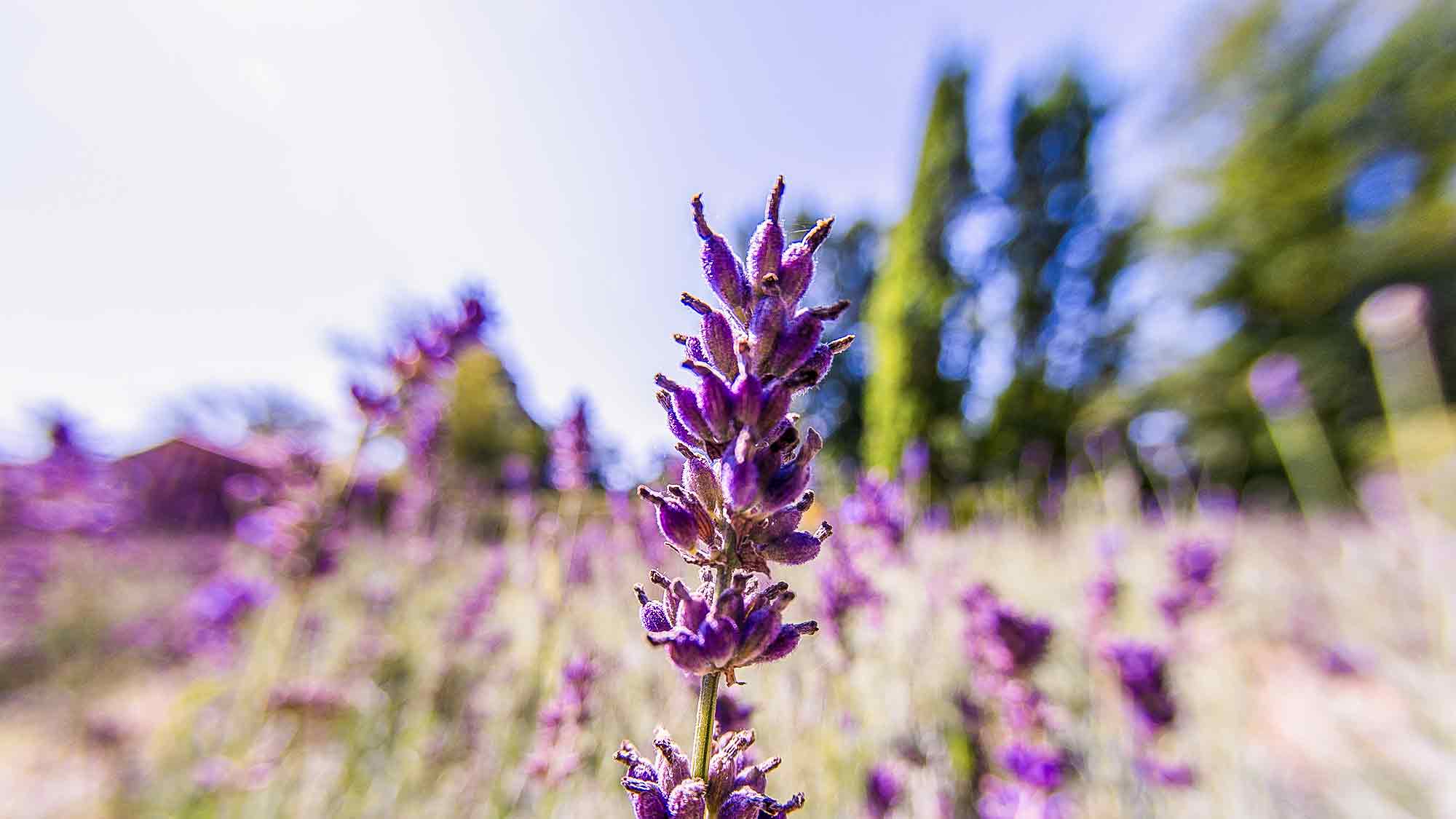 NOW Commons: Lavendelgarten, Botanischer Garten Gütersloh … NOW Commons: Lavendelgarten, Botanischer Garten Gütersloh …