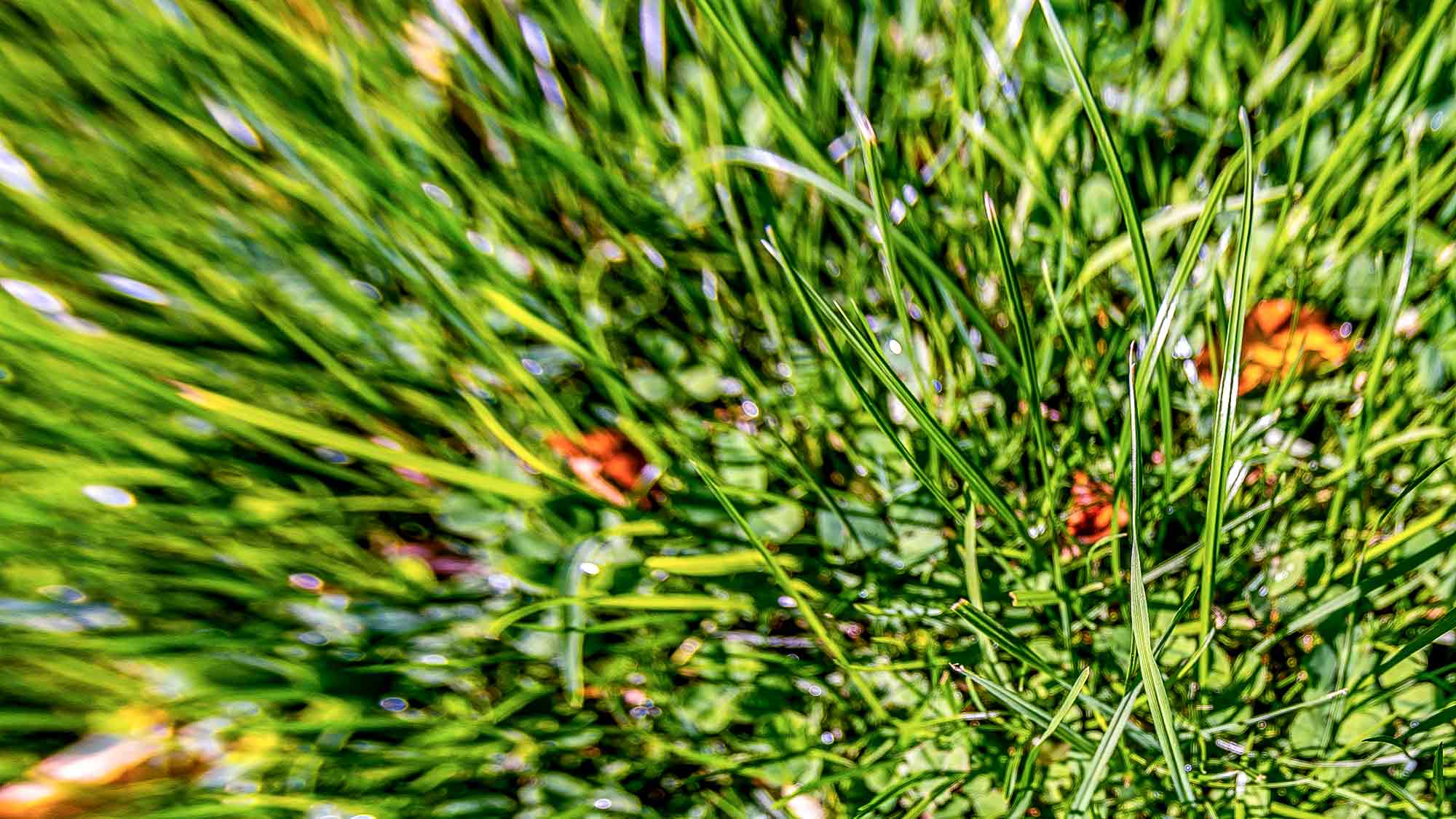NOW Commons: Gras, Botanischer Garten Gütersloh … NOW Commons: Gras, Botanischer Garten Gütersloh …