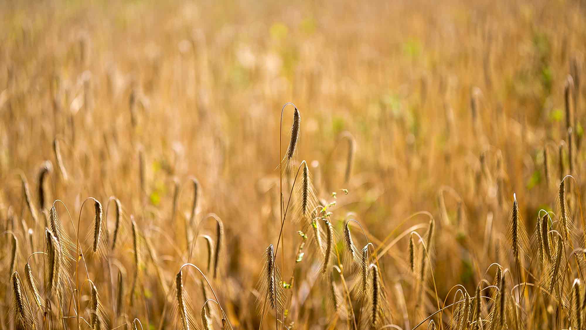 NOW Commons: Kornfeld in Gütersloh … NOW Commons: Kornfeld in Gütersloh …