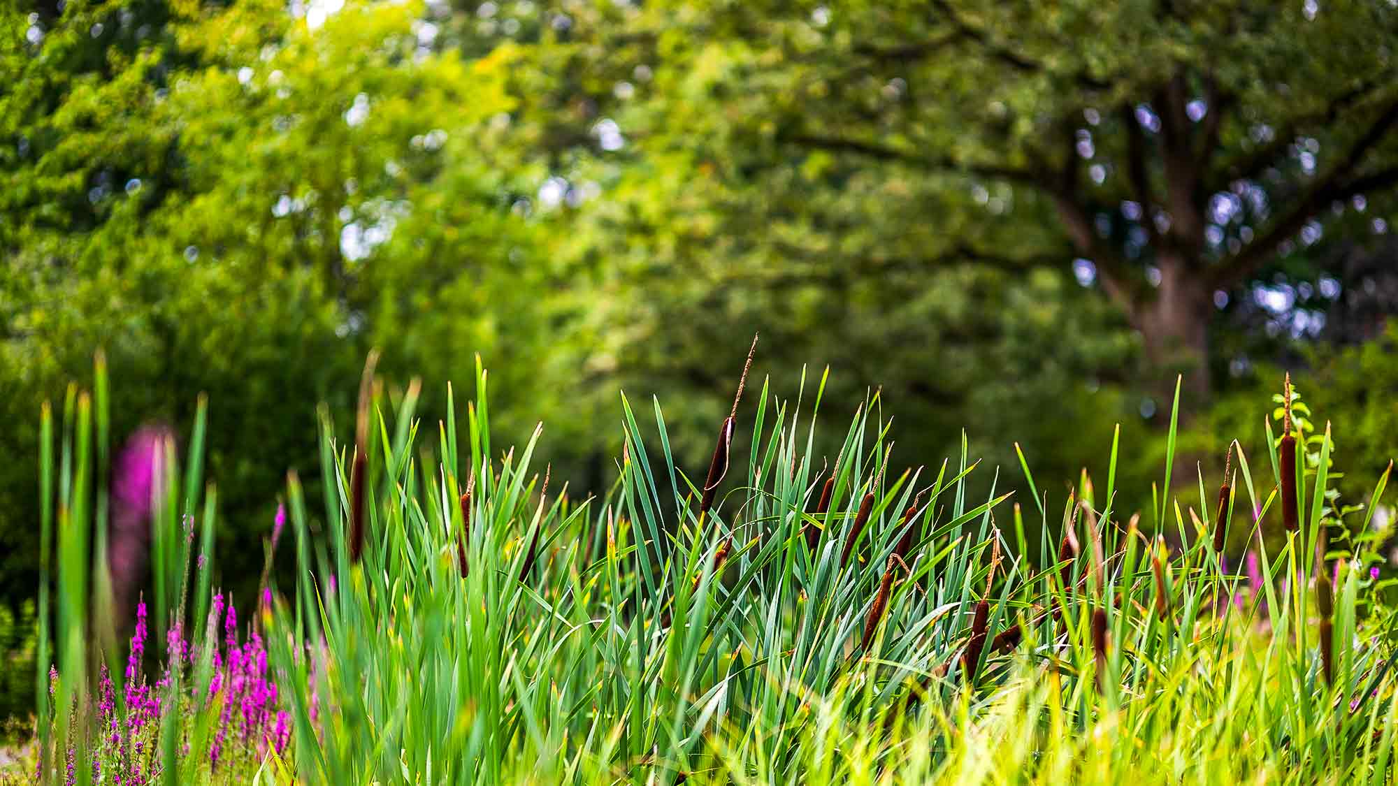 NOW Commons: Rohrkolben, Botanischer Garten Gütersloh … NOW Commons: Rohrkolben, Botanischer Garten Gütersloh …
