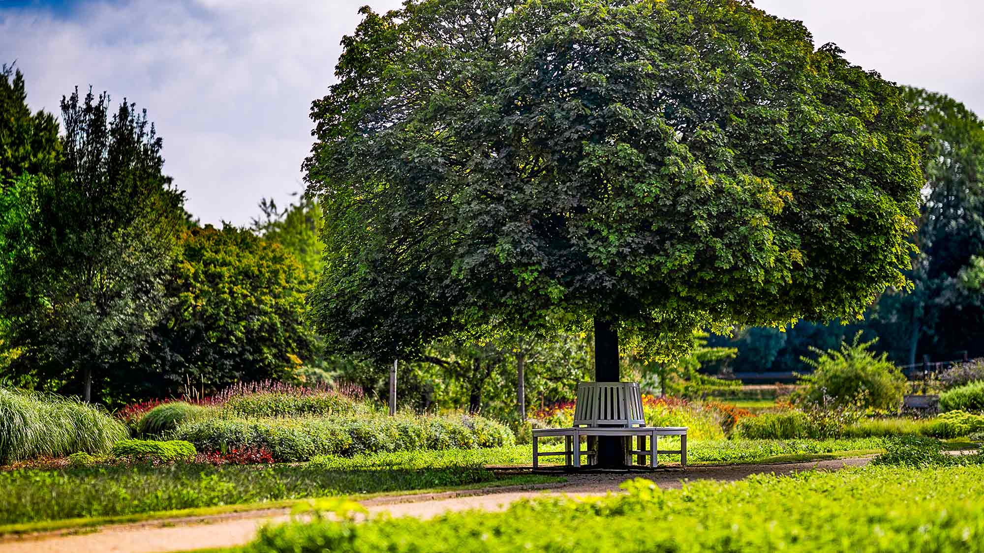 NOW Commons: Kugelahorn und Rondellbank, Botanischer Garten Gütersloh … NOW Commons: Kugelahorn und Rondellbank, Botanischer Garten Gütersloh …