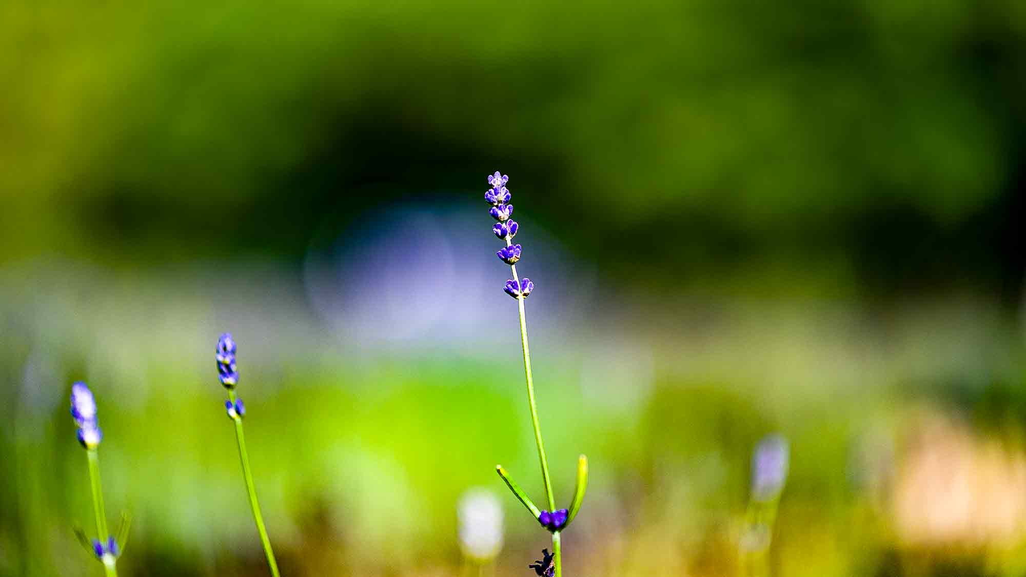 NOW Commons: Lavendelgarten, Botanischer Garten Gütersloh … NOW Commons: Lavendelgarten, Botanischer Garten Gütersloh …