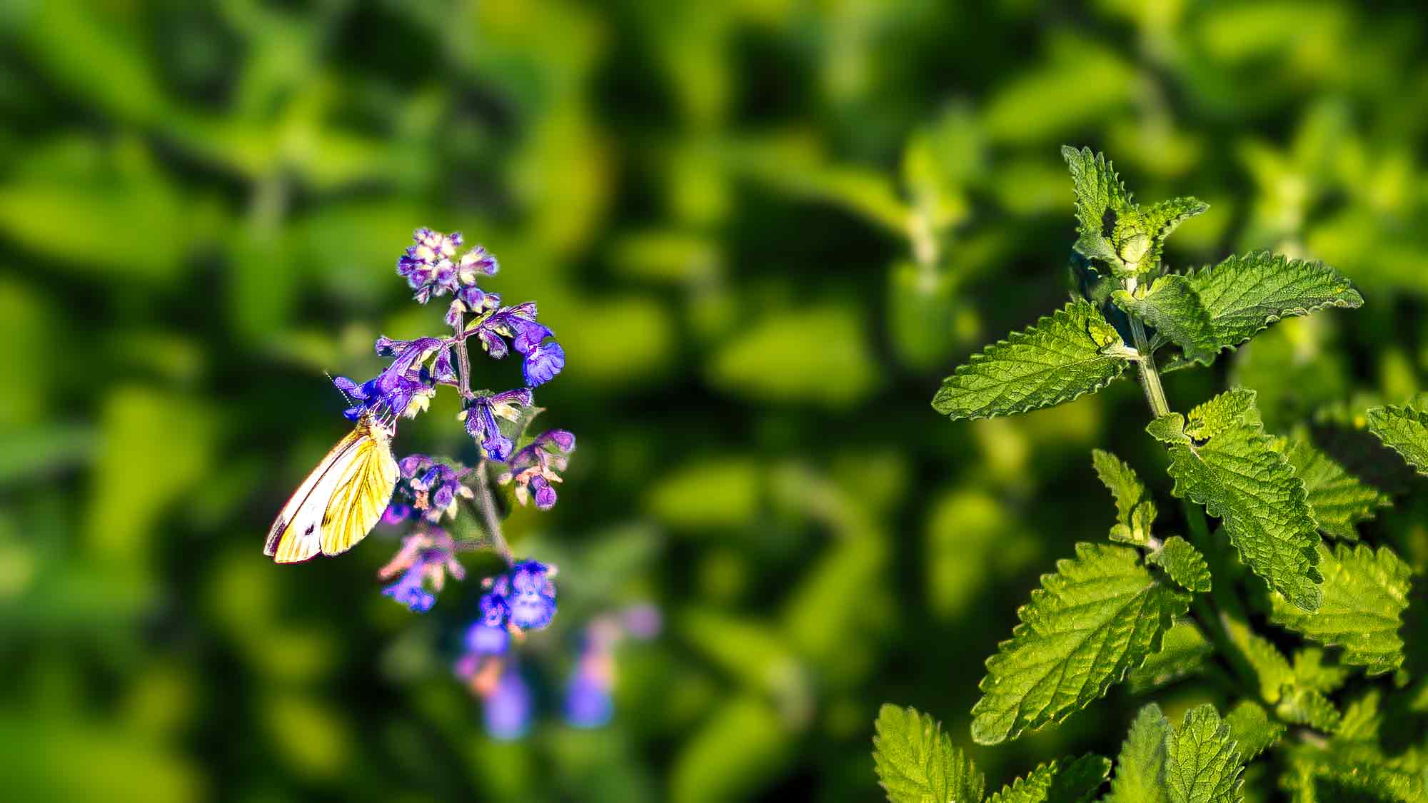 NOW Commons: Grünader Weißling, Botanischer Garten Gütersloh NOW Commons: Grünader Weißling, Botanischer Garten Gütersloh