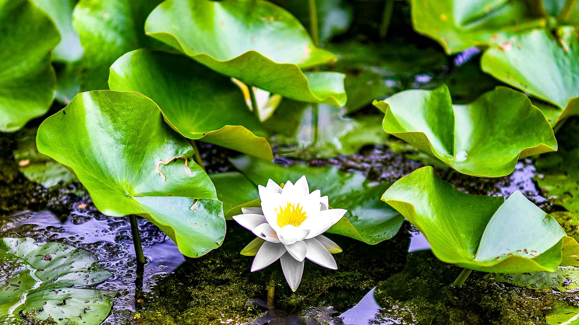 NOW Commons: Seerose, Botanischer Garten Gütersloh NOW Commons: Seerose, Botanischer Garten Gütersloh