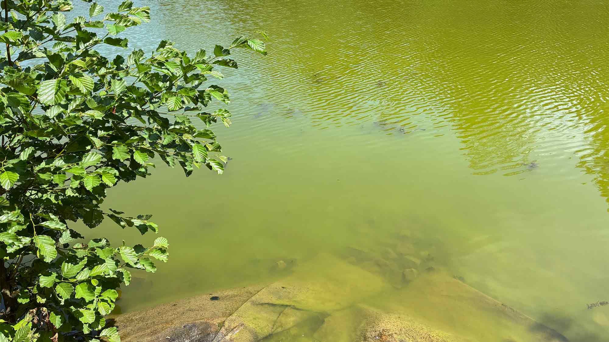 Stadt Harsewinkel warnt vor möglichem Blaualgenbefall im Schwanenteich Stadt Harsewinkel warnt vor möglichem Blaualgenbefall im Schwanenteich