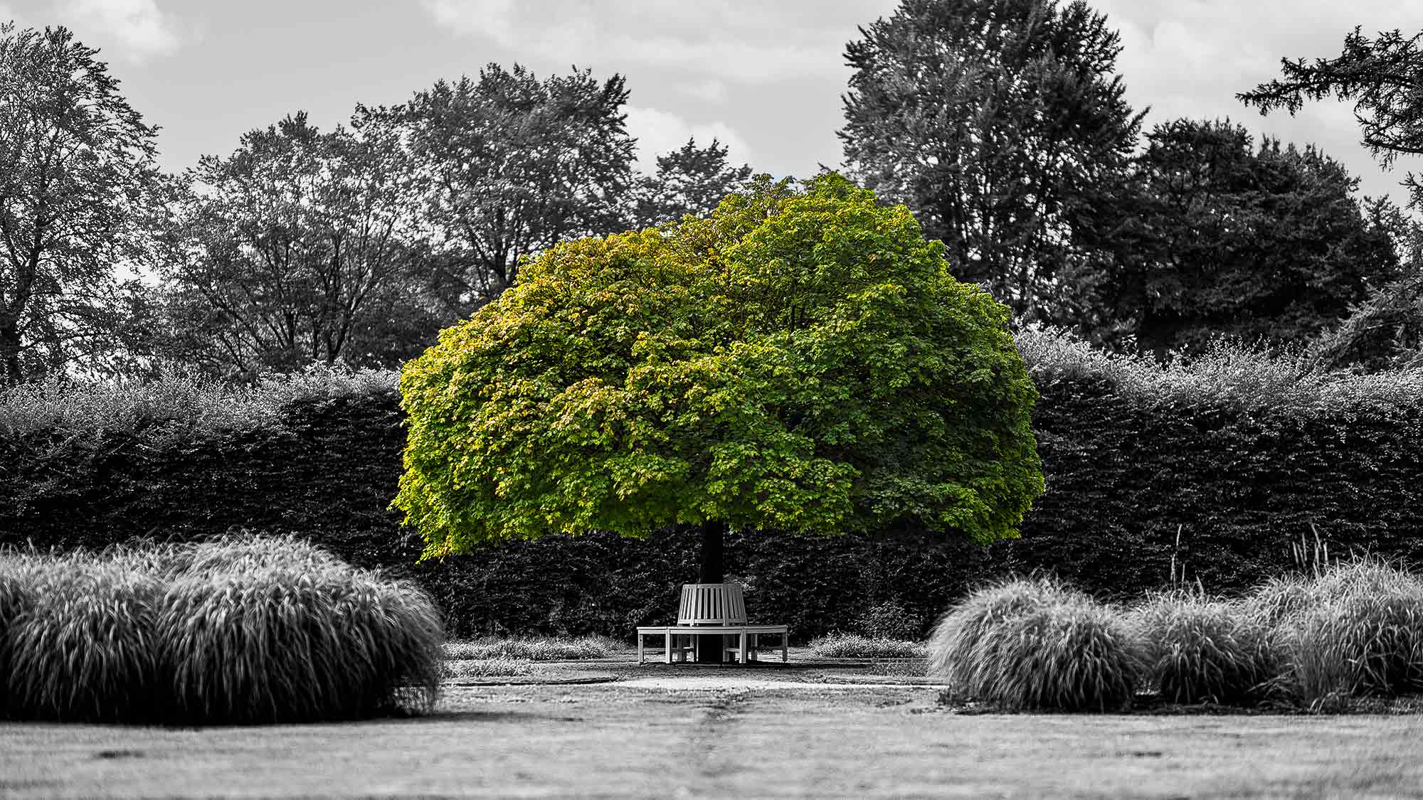 NOW Commons: Kugelahorn und Rondellbank, Botanischer Garten Gütersloh … NOW Commons: Kugelahorn und Rondellbank, Botanischer Garten Gütersloh …