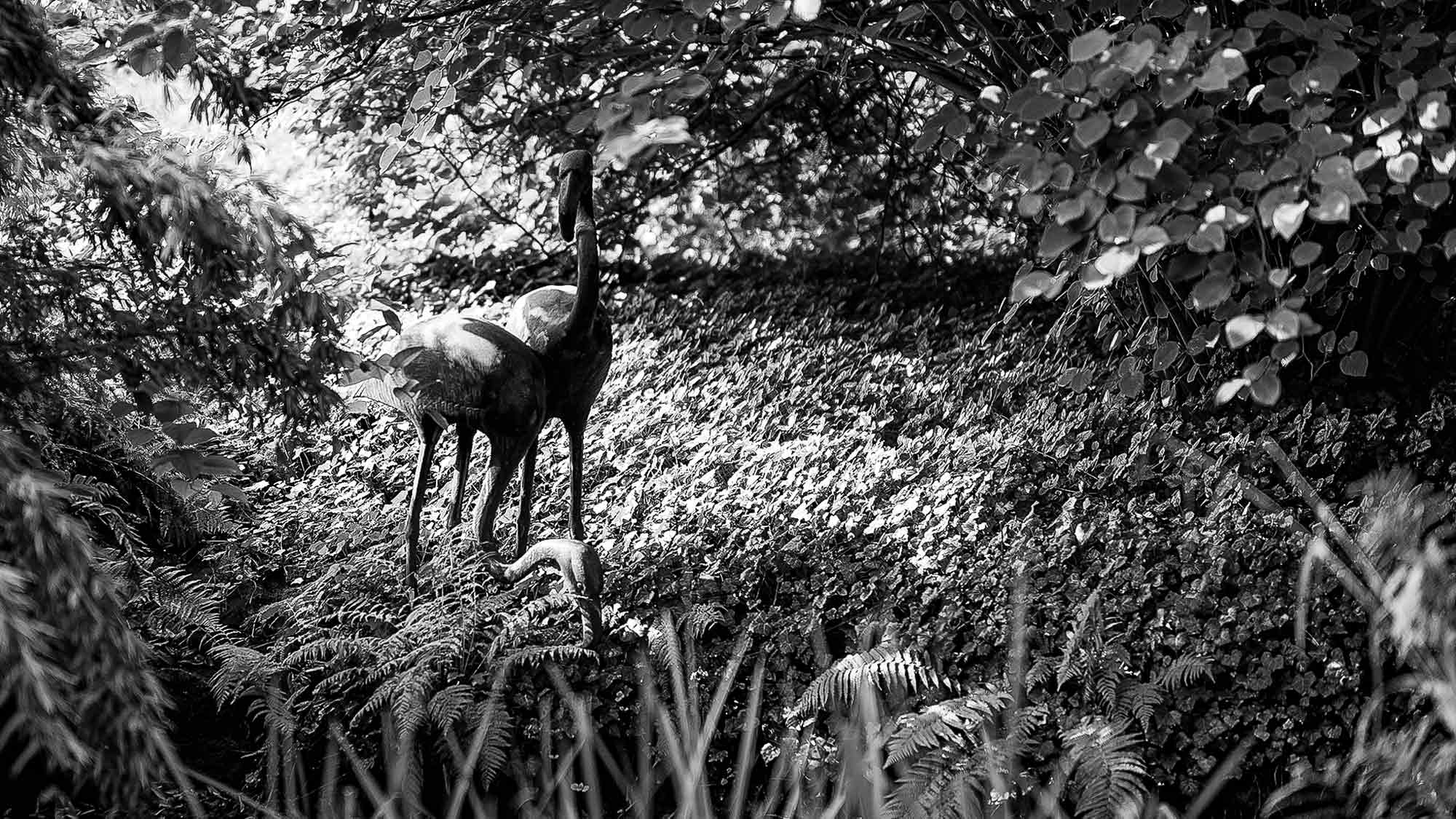 NOW Commons: Flamingos, Botanischer Garten Gütersloh … NOW Commons: Flamingos, Botanischer Garten Gütersloh …
