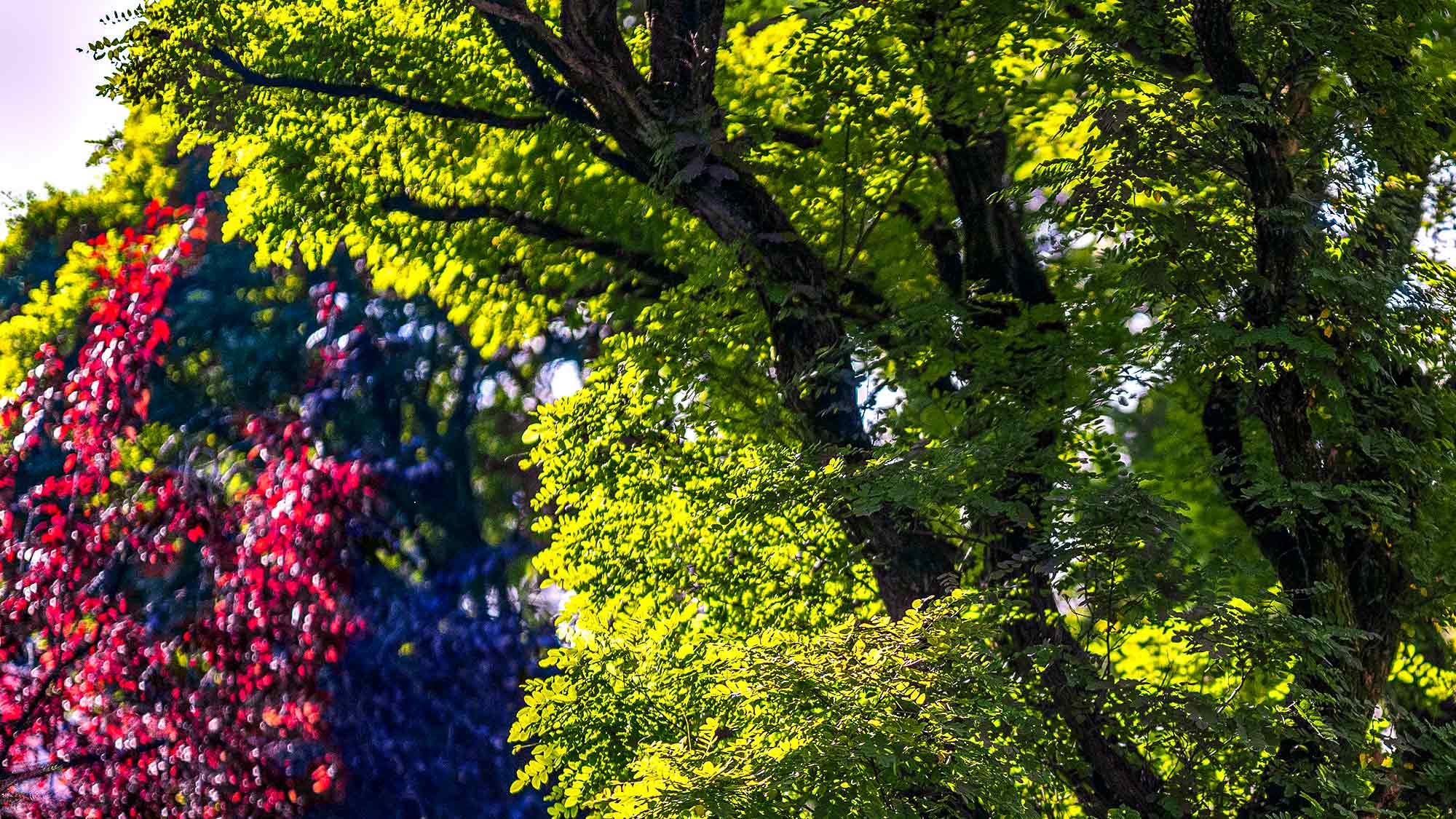 NOW Commons: Bäume in Gütersloh NOW Commons: Bäume in Gütersloh