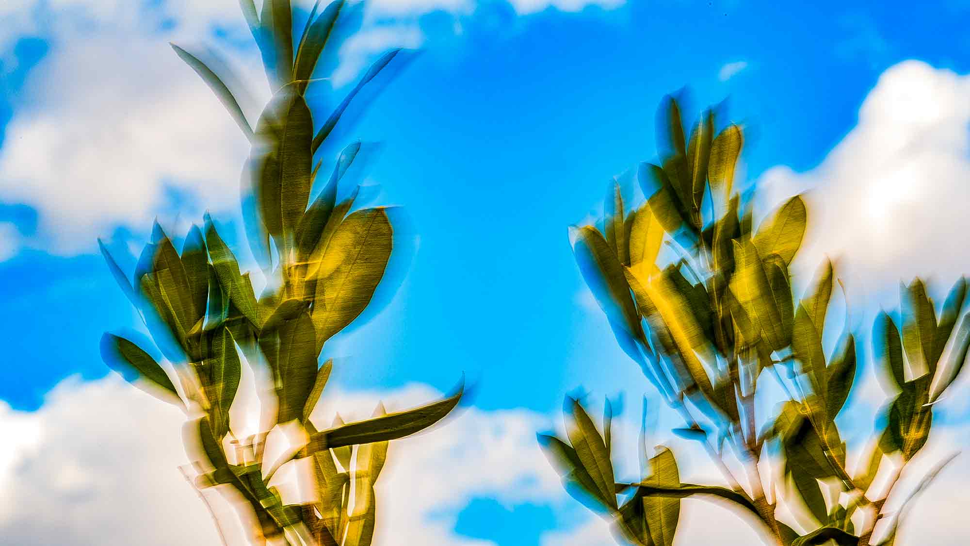NOW Commons: Olivo al viento