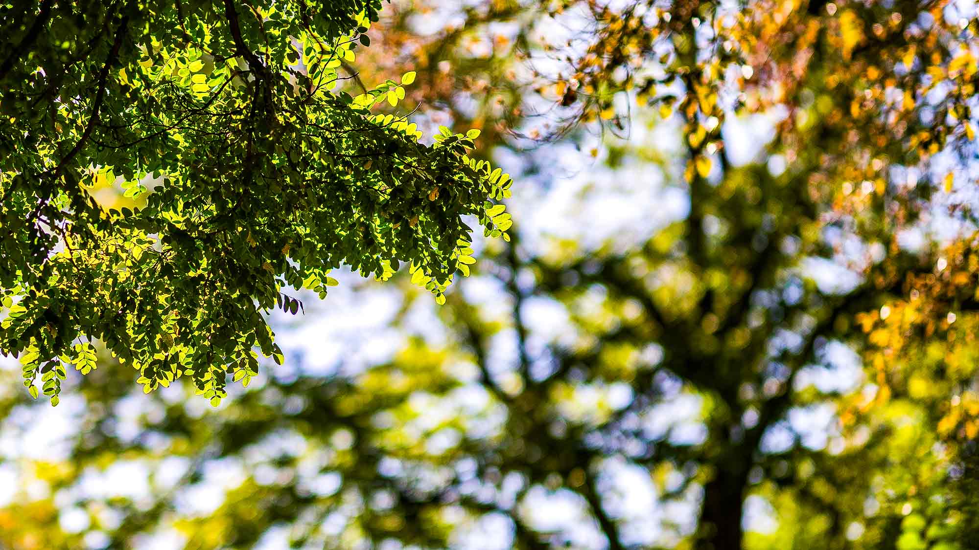 NOW Commons: Bäume in Gütersloh im Frühherbst NOW Commons: Bäume in Gütersloh im Frühherbst