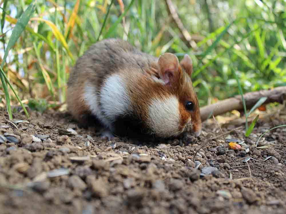 Tag der Artenvielfalt: Mehr als 530 Feldhamster in Nordrhein-Westfalen ausgewildert – einer fast verschwundenen Art wird eine neue Chance gegeben