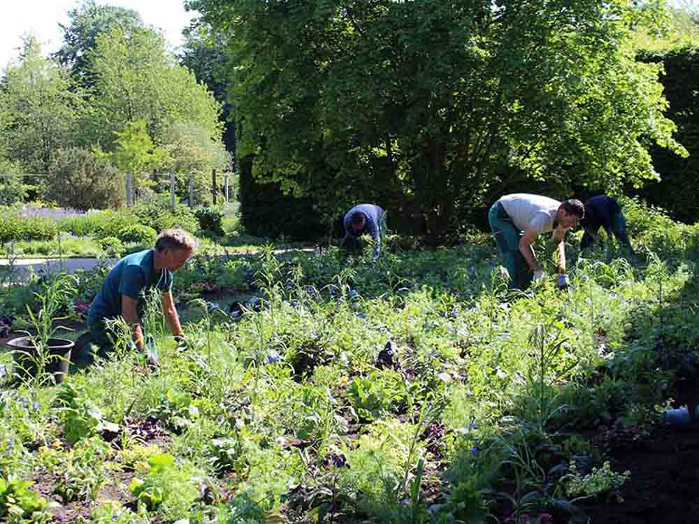 Artenreiche Sommerblumenbeete im Botanischen Garten Gütersloh – Pflanzung mit Wiesencharakter bietet Vielfalt für Insekten
