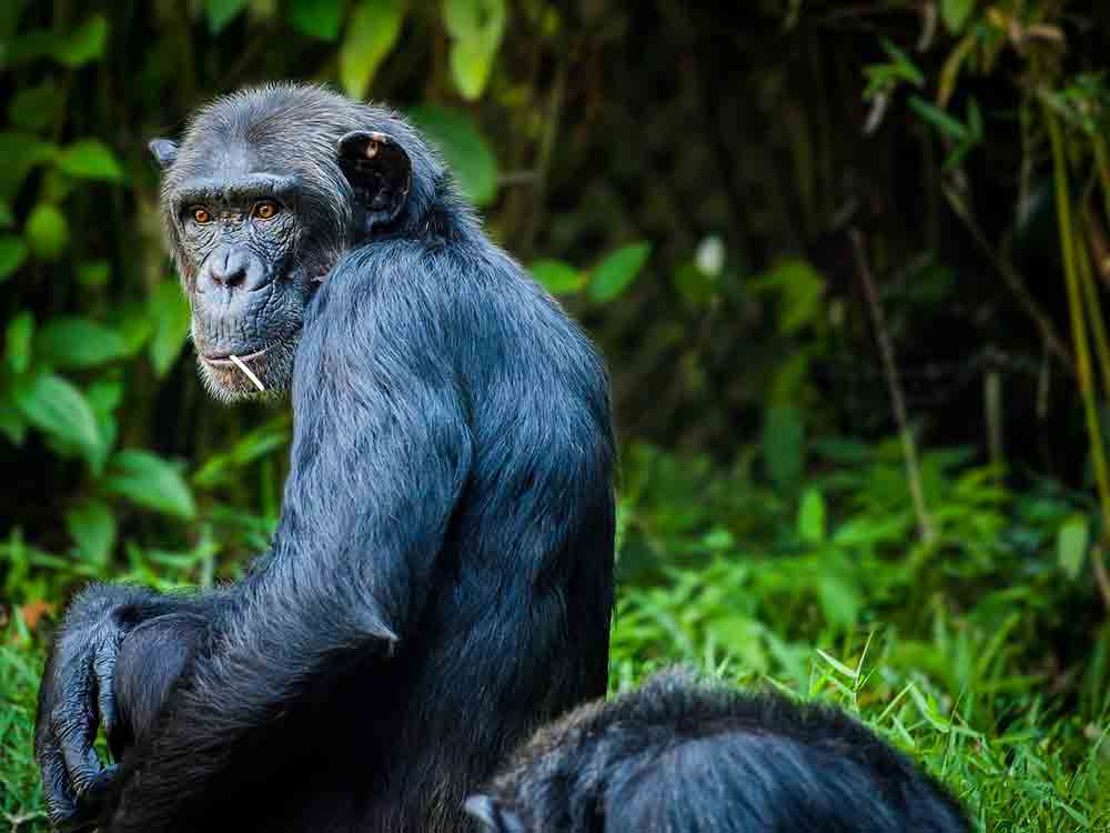 NDR/Das Erste – neue Berechnung: Zahl der Menschenaffen sinkt dramatisch – Forscherin Jane Goodall: »Die neuen Zahlen sind schockierend«