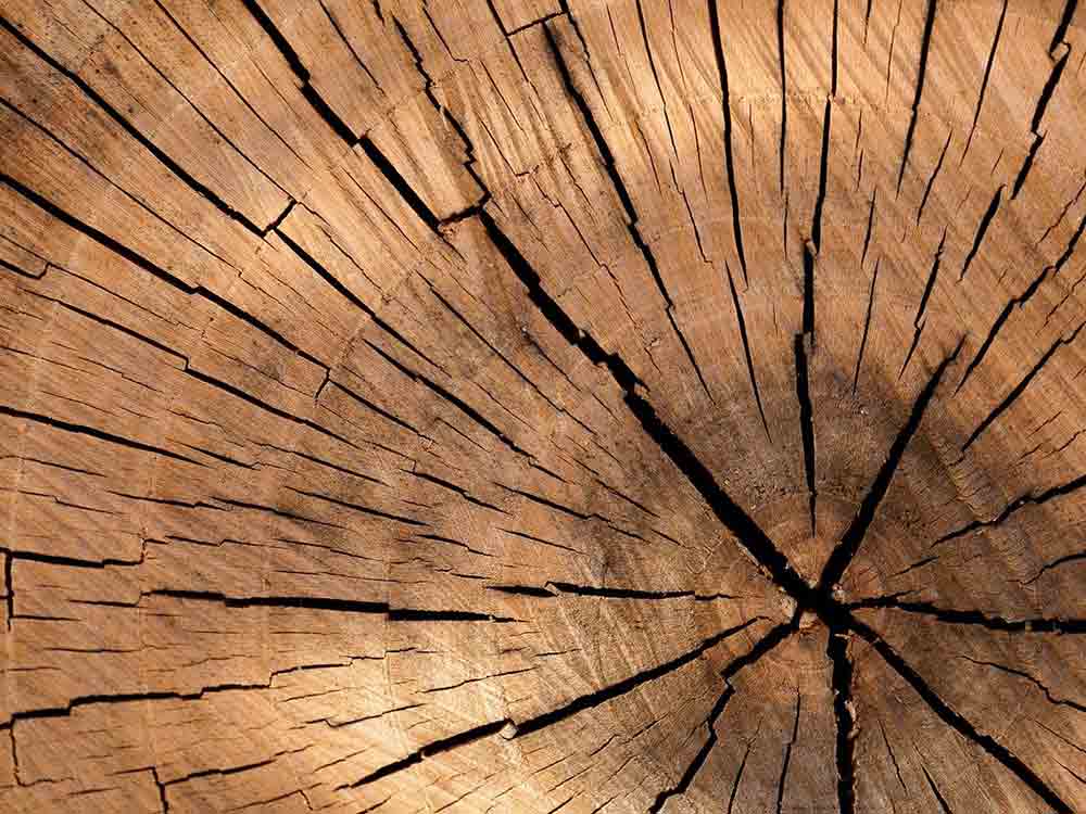 HKI: steigende Kosten für Bauholz – Brennholz bleibt günstig in Gütersloh