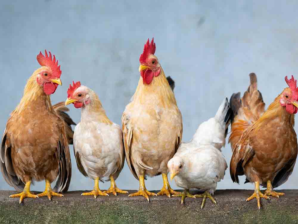 Ausschuss für Gesundheit des Kreises Gütersloh: Corona, Geflügelpest und BIGS auf der Tagesordnung