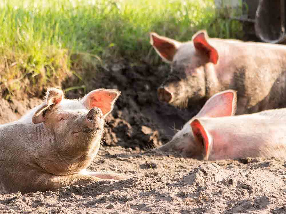 Albert-Schweitzer-Stiftung für unsere Mitwelt – Tierschützer freuen sich: Aldi verspricht »Haltungswechsel« bis 2030 und setzt damit Maßstäbe