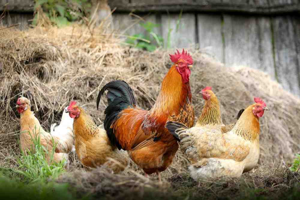 Mehr Tierwohl, aber wie? Weiterbildungsangebote für die Landwirtschaft – Hexenringe im Rasen – kranke Pflanzen – was darf nicht auf den Kompost?