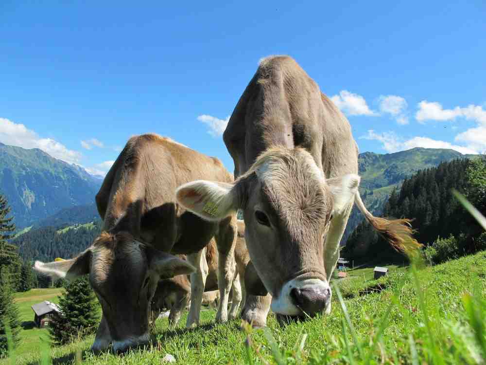 »Smarte.Land.Regionen«: Bundesministerium für Ernährung und Landwirtschaft fördert Digitalisierung ländlicher Landkreise