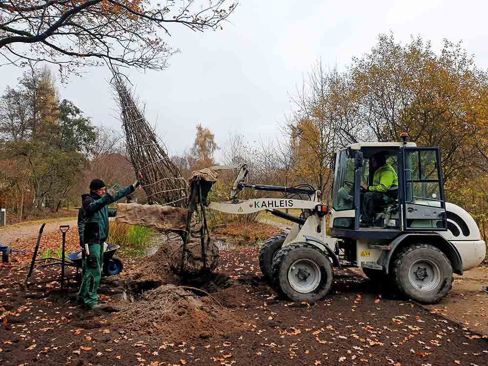 Gütersloh: Neue Bäume für den Stadtpark und den Botanischen Garten, Fachbereich Grünflächen pflanzt rund 40 Gehölze Gütersloh: Neue Bäume für den Stadtpark und den Botanischen Garten, Fachbereich Grünflächen pflanzt rund 40 Gehölze