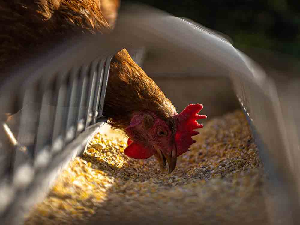 Kreis Gütersloh: Geflügelpest, verschärfte Regeln für Handel und Durchführung von Vogelausstellungen