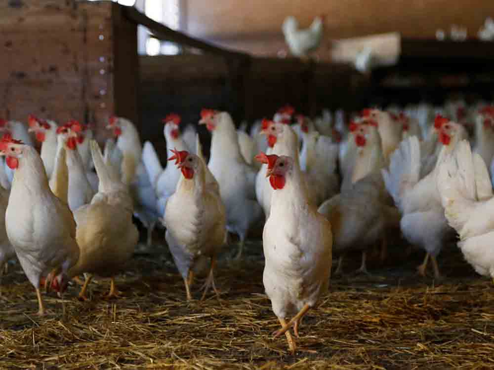 Bildmaterial belegt: Skrupelloser Hühnerhalter lässt Tiere verdursten und verhungern – Deutsches Tierschutzbüro erstattet Strafanzeige gegen Legehennenbetrieb im Kreis Coesfeld