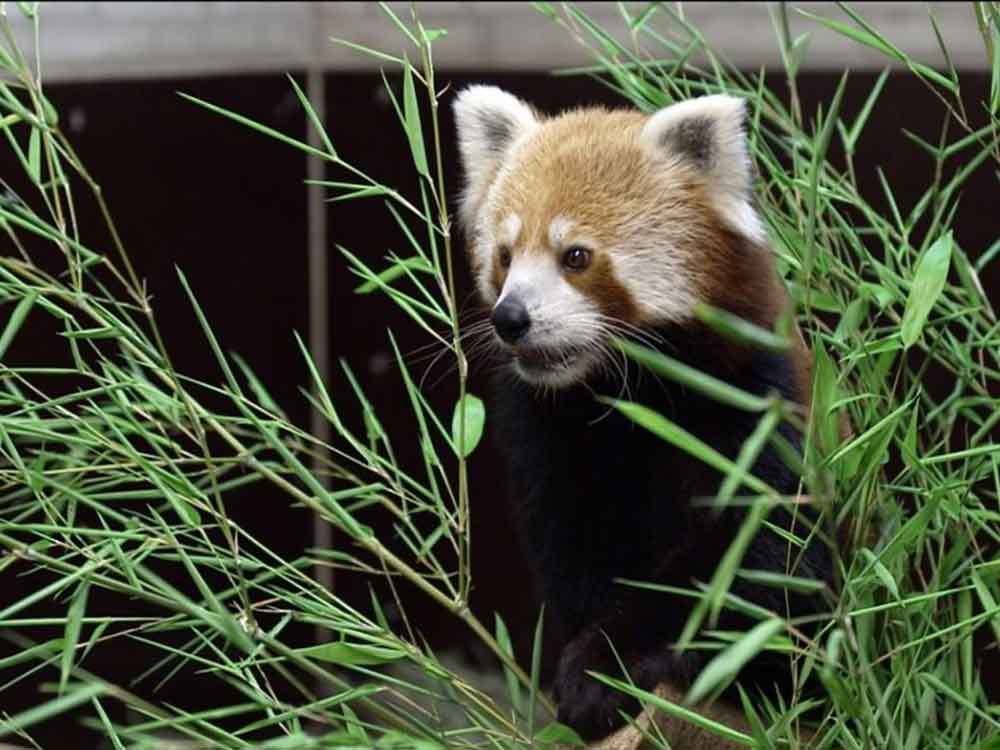 Neue Doku-Reihe »Seelöwe & Co. – tierisch beliebt« zu den Feiertagen im NDR Neue Doku-Reihe »Seelöwe & Co. – tierisch beliebt« zu den Feiertagen im NDR