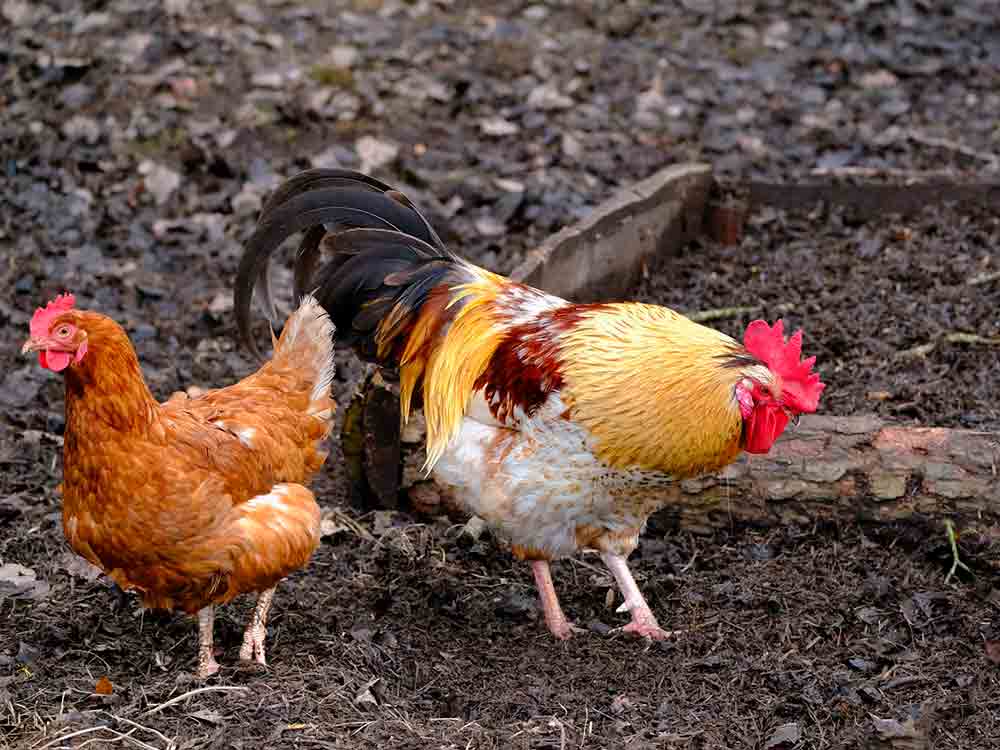 Gütersloh: Geflügelpest (Aviäre Influenza), Stallpflicht für Geflügel aufgehoben Gütersloh: Geflügelpest (Aviäre Influenza), Stallpflicht für Geflügel aufgehoben