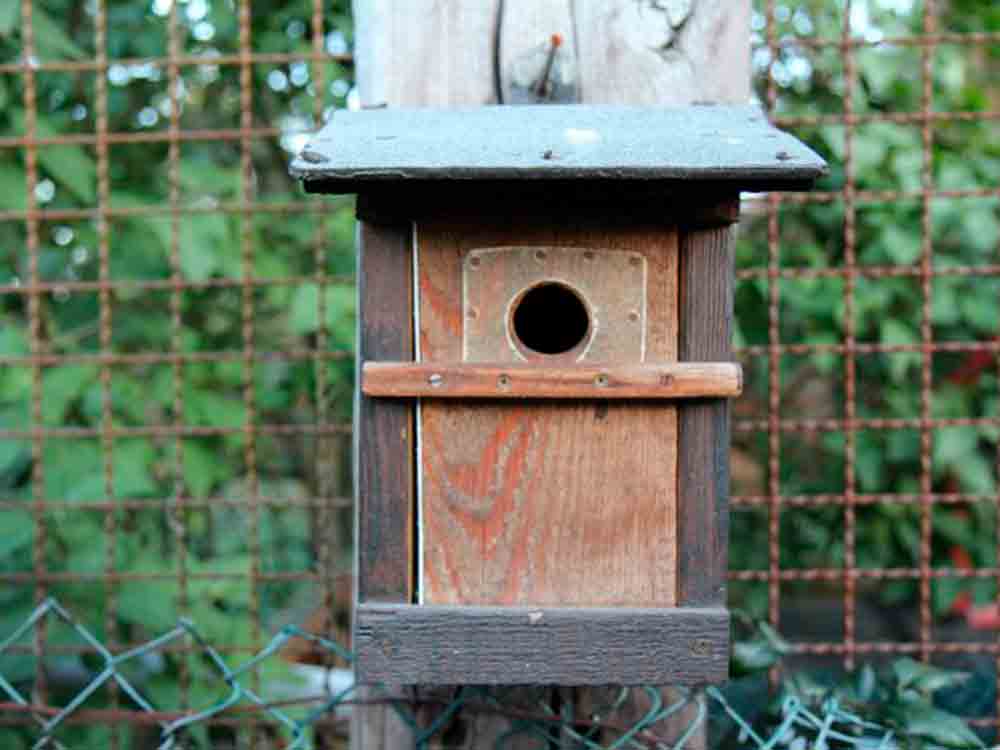Naturschutz im Garten: Jetzt Nistkästen für heimische Vögel und Schlafmäuse bauen Naturschutz im Garten: Jetzt Nistkästen für heimische Vögel und Schlafmäuse bauen