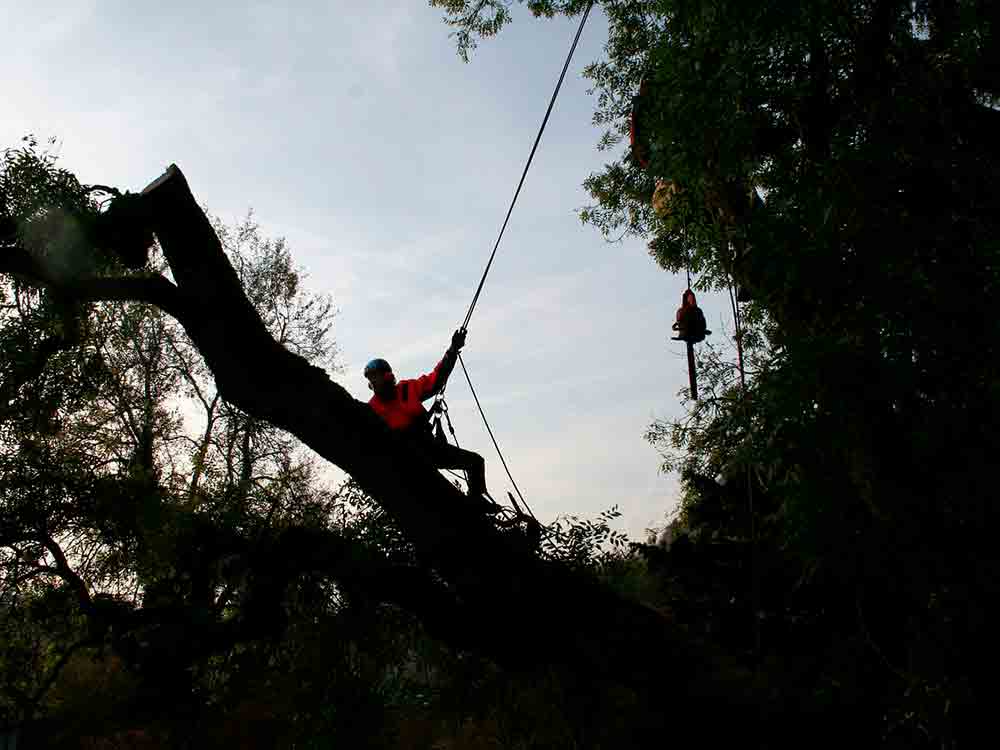 Gütersloh: Baum und Gehölzpflege an den Stadtringen, Fahrzeugverkehr nur geringfügig beeinträchtigt Gütersloh: Baum und Gehölzpflege an den Stadtringen, Fahrzeugverkehr nur geringfügig beeinträchtigt