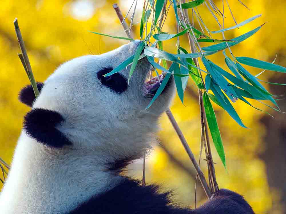 Licht und Schatten, WWF Jahresbericht, erfolgreiches Jahr für mehr Umweltschutz, WWF-Vorstand warnt vor Shrinking Space für Zivilgesellschaft