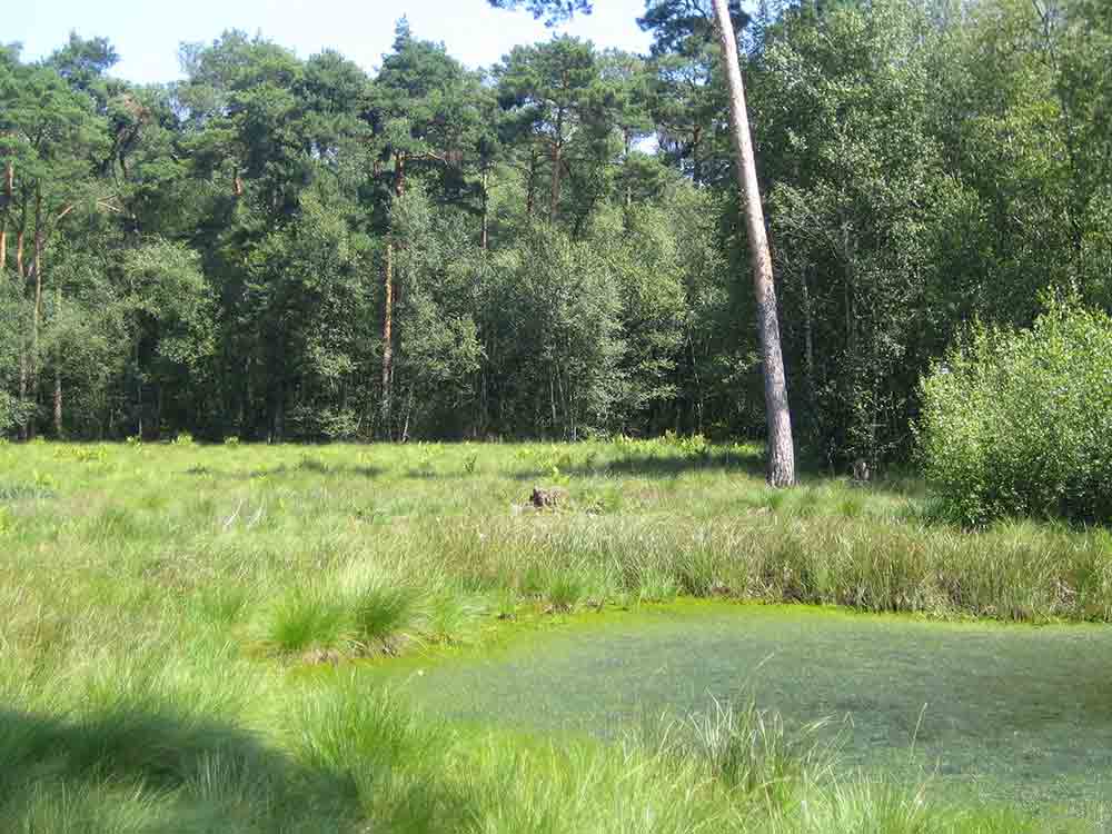 Kreis Gütersloh: Naturschutzgebiet Hühnermoor, Gehölzrodung als Maßnahme für Naturschutz und Klimaschutz Kreis Gütersloh: Naturschutzgebiet Hühnermoor, Gehölzrodung als Maßnahme für Naturschutz und Klimaschutz