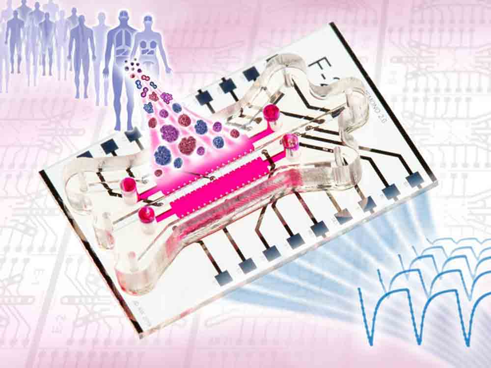 Neues Organ on Chip System ermöglicht präzise Stoffwechsel-Überwachung von 3D Tumorgewebe außerhalb des Körpers Neues Organ on Chip System ermöglicht präzise Stoffwechsel-Überwachung von 3D Tumorgewebe außerhalb des Körpers