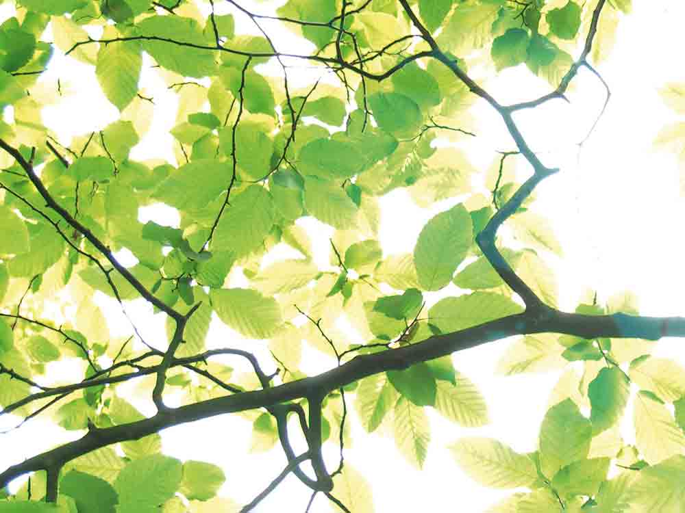 Anzeige: Gütersloher Frühling, Freisen Galabau, Wohlfühlgarten, Planung, Gestaltung, Gütersloh Anzeige: Gütersloher Frühling, Freisen Galabau, Wohlfühlgarten, Planung, Gestaltung, Gütersloh