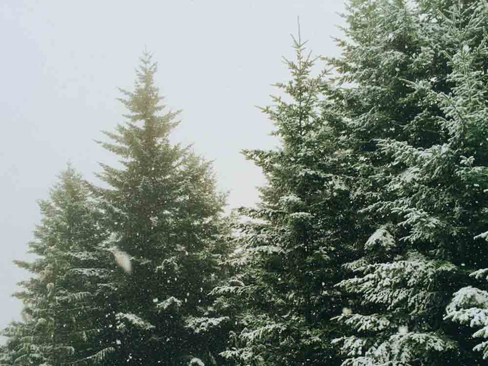 Unter Naturschutzbehörde informiert, Räumung von Weihnachtsbaumkulturen innerhalb der Brutzeit kann zu möglichen Verstoßen führen Unter Naturschutzbehörde informiert, Räumung von Weihnachtsbaumkulturen innerhalb der Brutzeit kann zu möglichen Verstoßen führen