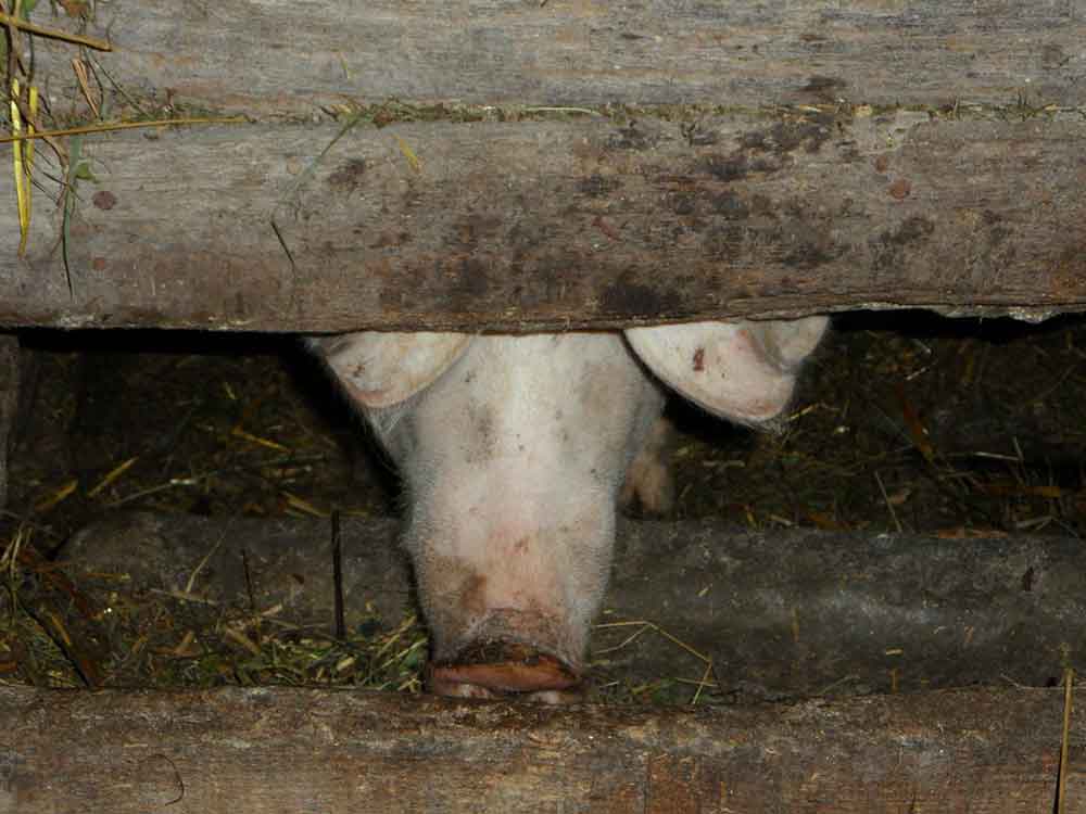 Foodwatch vor Agrarministerkonferenz, »Brauchen nicht mehr industrielle Landwirtschaft, sondern weniger Nutztierhaltung und weniger Bio Sprit«