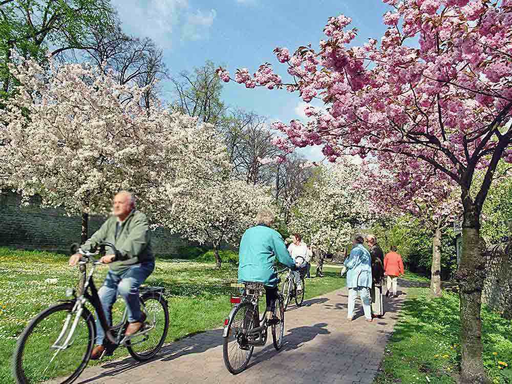 Soest, romantische Baumblüte und 3 Premieren, öffentliche Themenführungen Soest, romantische Baumblüte und 3 Premieren, öffentliche Themenführungen