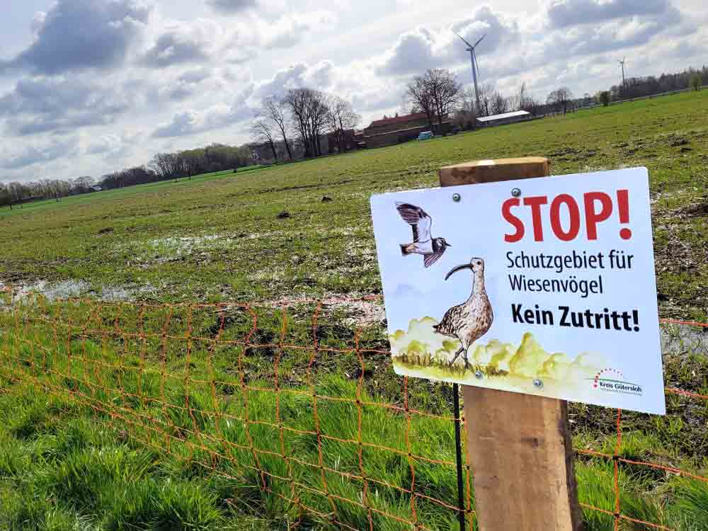 Gütersloh schützt den Kiebitz, damit der »Gaukler und Akrobat der Lüfte« nicht unter die sprichwörtlichen Räder kommt