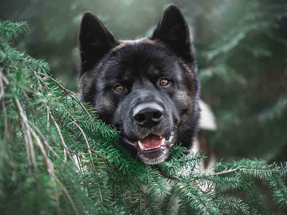 Anzeige: Soma Gesundheitsnachrichten, wenn der innere Schweinehund die Komfortzone verlässt, warum es uns oft schwer fällt, Gewohnheiten zu verändern Anzeige: Soma Gesundheitsnachrichten, wenn der innere Schweinehund die Komfortzone verlässt, warum es uns oft schwer fällt, Gewohnheiten zu verändern