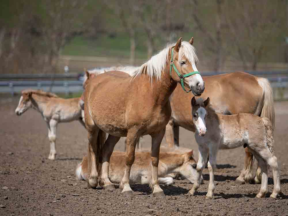 Qualhormon PMSG, Animal Welfare Foundation und Deutscher Tierschutzbund fordern Produktionsverbot, Importverbot und Anwendungsverbot für PMSG Qualhormon PMSG, Animal Welfare Foundation und Deutscher Tierschutzbund fordern Produktionsverbot, Importverbot und Anwendungsverbot für PMSG