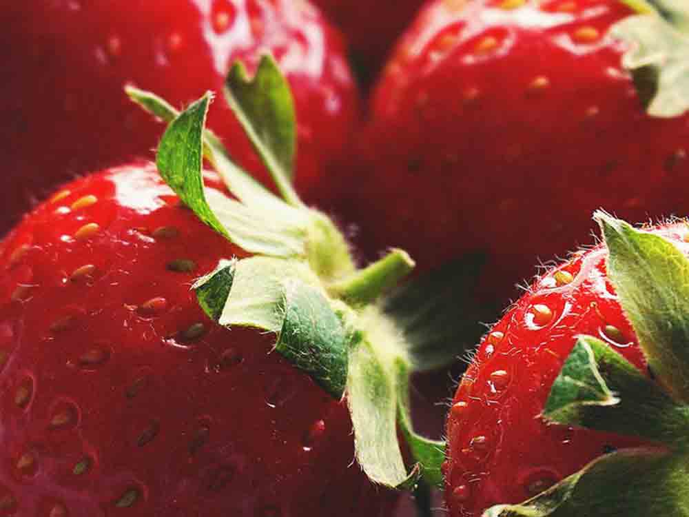 Landwirtschaftskammer Nordrhein-Westfalen, Mai 2022, frische Erdbeeren aus NRW, Imker trotz Winterverluste zuversichtlich, Zeit für Saures Landwirtschaftskammer Nordrhein-Westfalen, Mai 2022, frische Erdbeeren aus NRW, Imker trotz Winterverluste zuversichtlich, Zeit für Saures